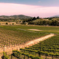 Discovering the Vineyard District in Temecula