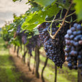 Explore the Best Wine Tours at Falkner Winery