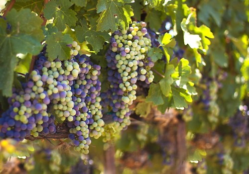 Exploring the Grape Varieties of Temecula Wine Country